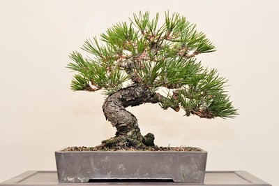 Một cây thông Bonsai sau 15 năm trồng và đào tạo trong chậu