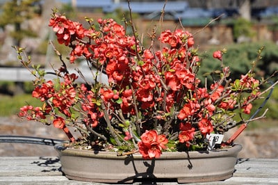 Japanese flowering quince - Chaenomeles speciosa cv. ‘Cardinalis’