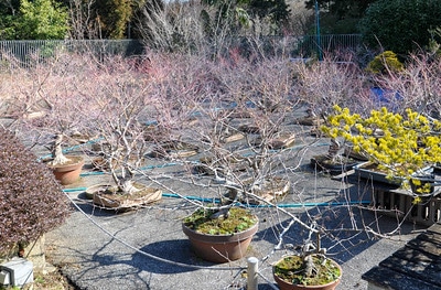 Future Japanese maple bonsai