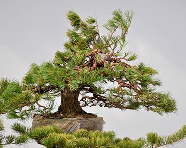 White pine air layer