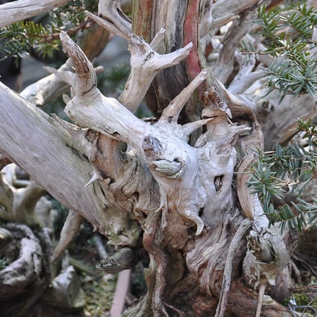 Deadwood detail, Japanese yew