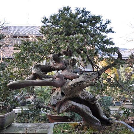 Japanese yew