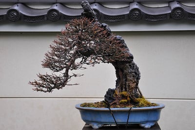 Root over rock trident maple