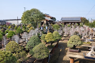 Looking across Okamoto’s garden toward the house and workshop