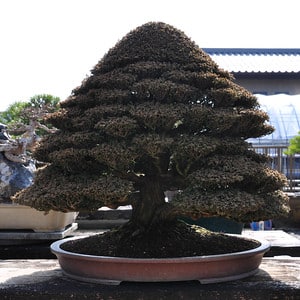 Sawara cypress