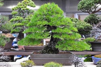 This pine can be yours for $10,000 - wiring by Akio Kondo
