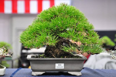 Shohin black pine selling for $3,000