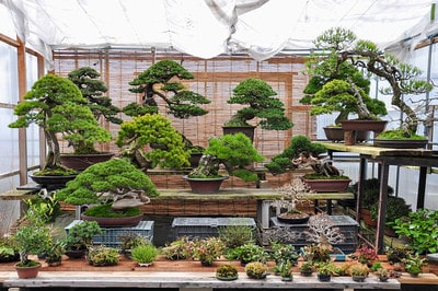Show trees - Taikan Bonsai Museum