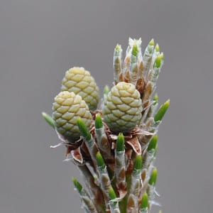 Yellow-green pine cones