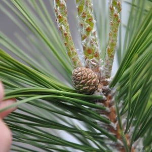 Aha! a hidden pine cone