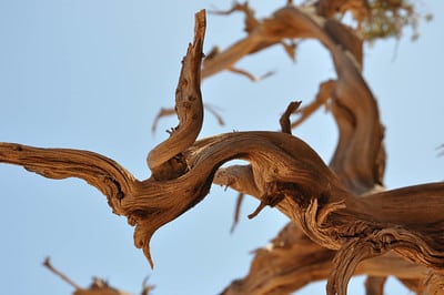 Utah juniper deadwood