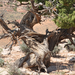 Large Utah juniper