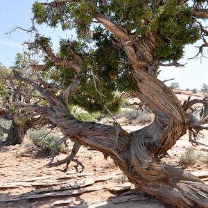 Utah juniper with deadwood
