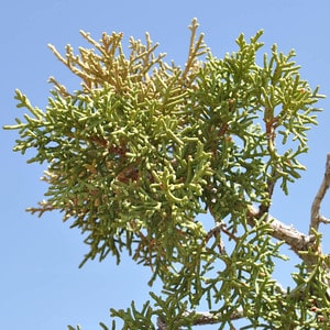 Utah juniper foliage