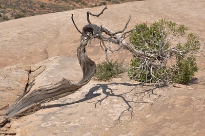 Long and delicate Utah juniper