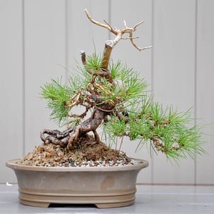 Exposed-root Japanese black pine