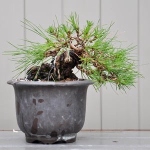Future shohin Japanese black pine