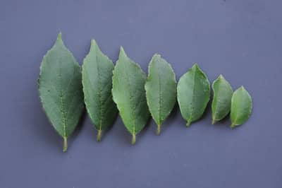 Stewartia leaves