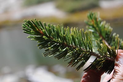 Foxtail pine foliage