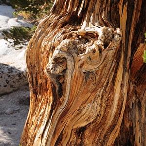 Foxtail Pine deadwood