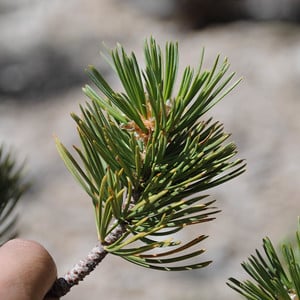 Limber pine foliage