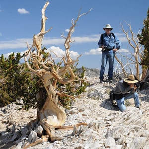 Jeff and Mas with Bristlecone pine