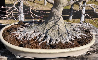 Incredible roots