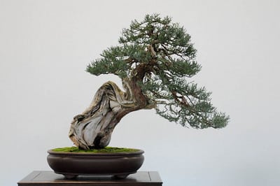 Sierra juniper
