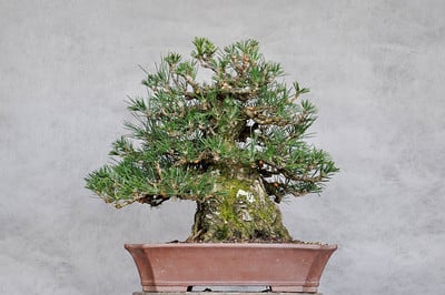 Japanese black pine after decandling