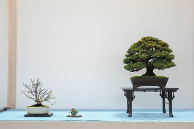 Chojubai and sawara cypress