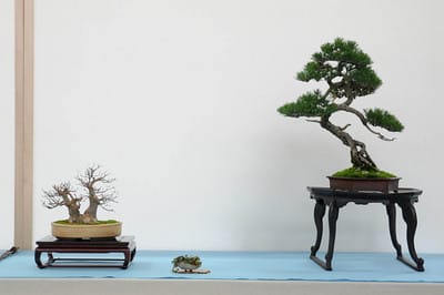 Trident maple and black pine