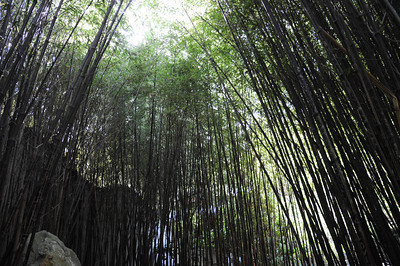 The Seven Sages in Bamboo Forest