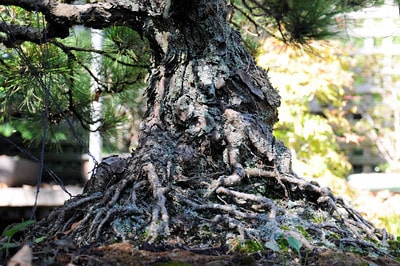 Pine - trunk detail