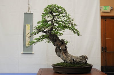 Chinese elm