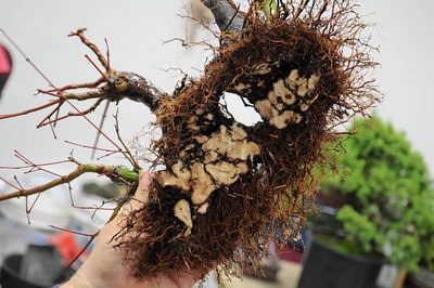 After extensive root work
