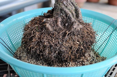 Place rootball on mound of bonsai soil