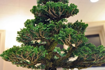 Hinoki cypress - branch detail