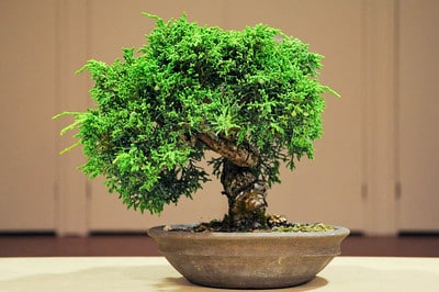 Tree #3 - Shimpaku