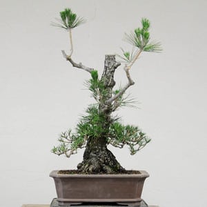 Japanese black pine - after decandling