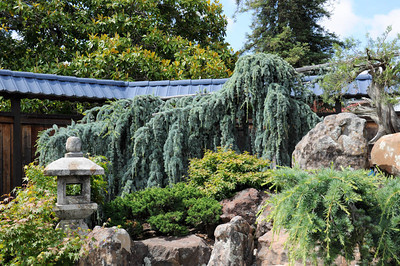Weeping blue atlas cedar at the GSBF Collection North
