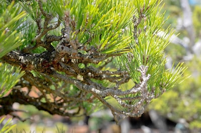 Pine branch detail