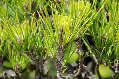 Pine foliage detail