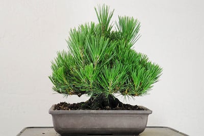 Shohin black pine before decandling - back