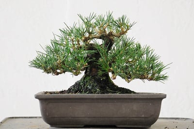 Shohin black pine after decandling
