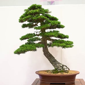 Mendocino cypress - 106 years