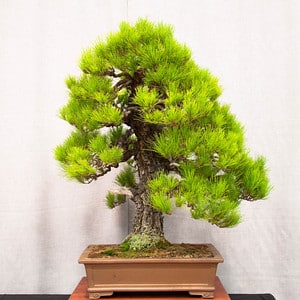 Monterey Pine - 51 years