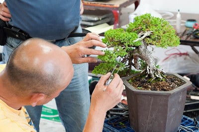 Styling a procumbens juniper