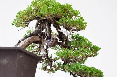Procumbens juniper - trunk detail