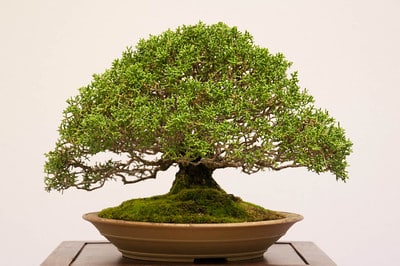 Mendocino cypress