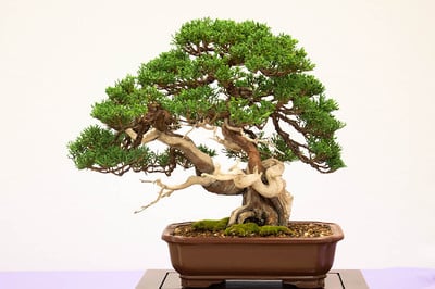 Juniperus chinensis 'Blauii' - 16 years in training